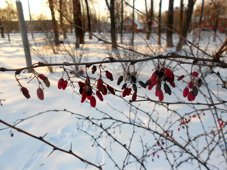 Изображение особи Berberis vulgaris f. atropurpurea.