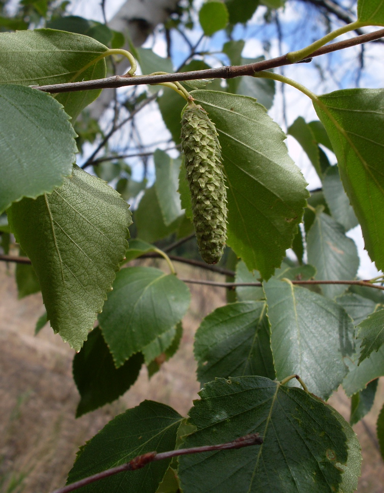 Изображение особи Betula borysthenica.