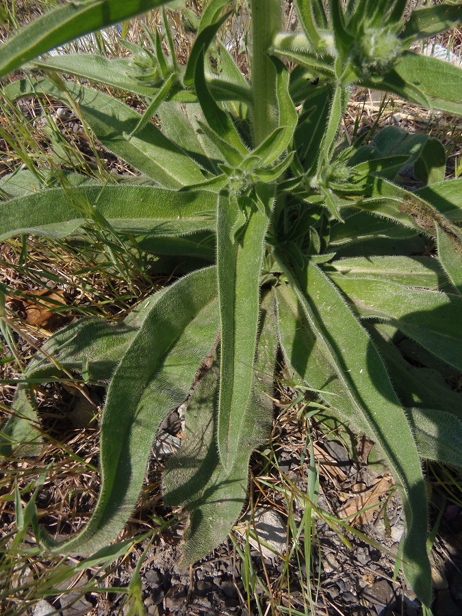 Изображение особи Echium biebersteinii.