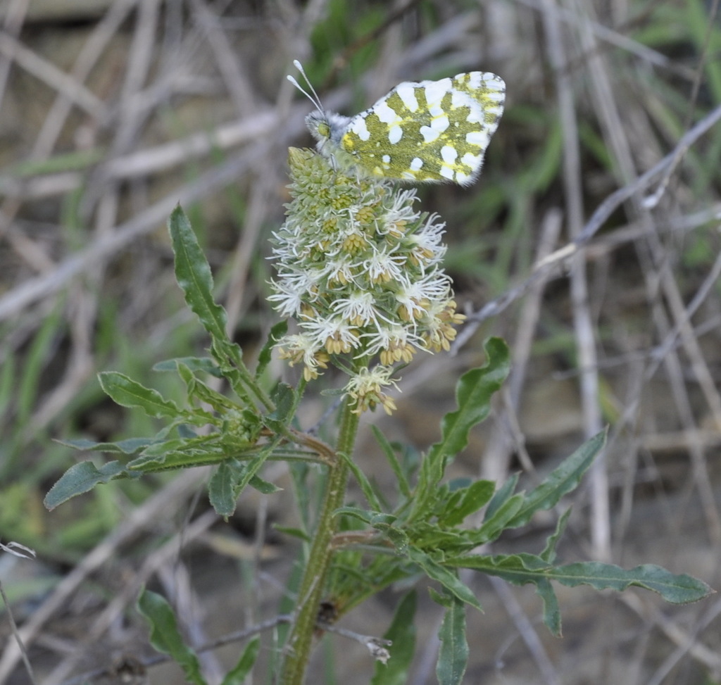 Изображение особи Reseda phyteuma.