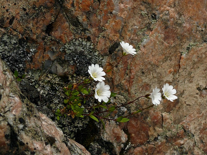 Изображение особи Cerastium glabratum.