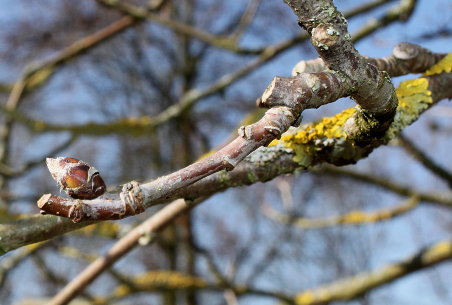 Изображение особи Sorbus mougeotii.