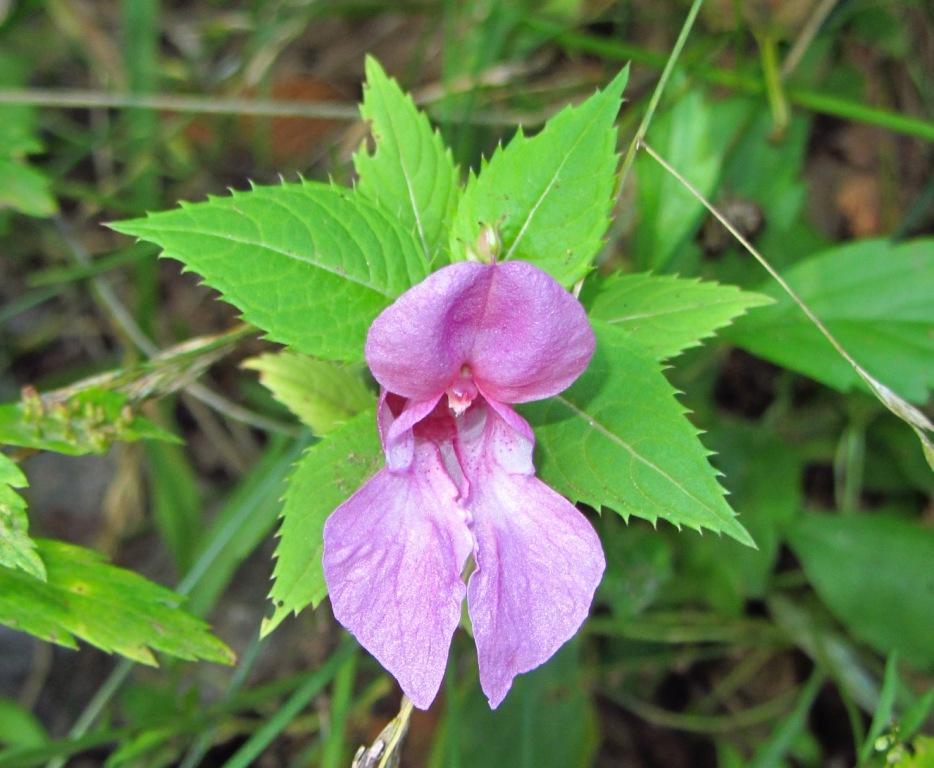 Image of Impatiens glandulifera specimen.