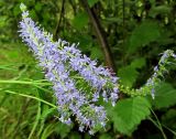 Veronica longifolia