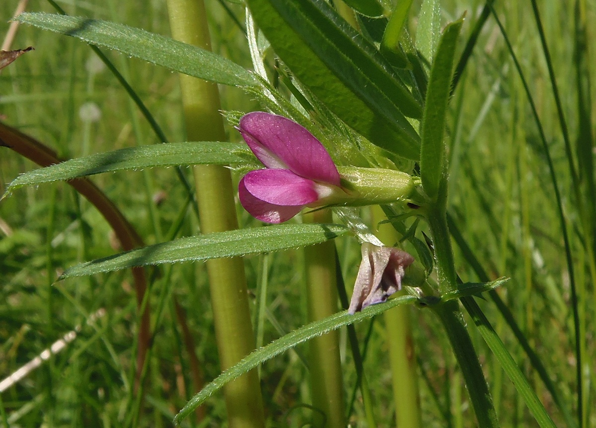 Image of Vicia angustifolia specimen.