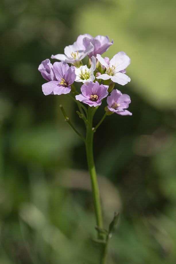 Изображение особи Cardamine seidlitziana.