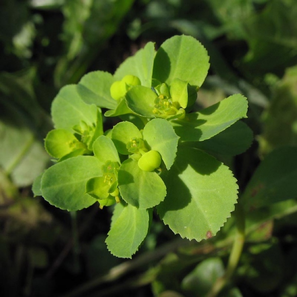 Изображение особи Euphorbia helioscopia.