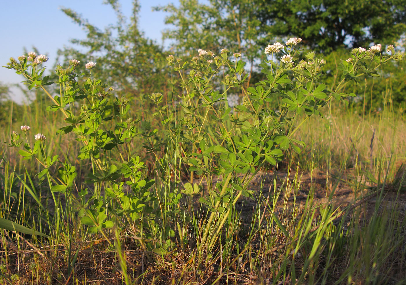 Image of Dorycnium graecum specimen.