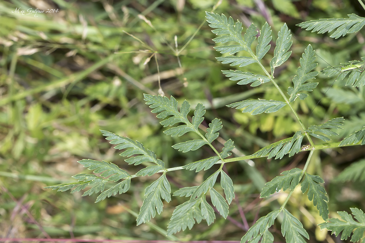 Изображение особи Conium maculatum.