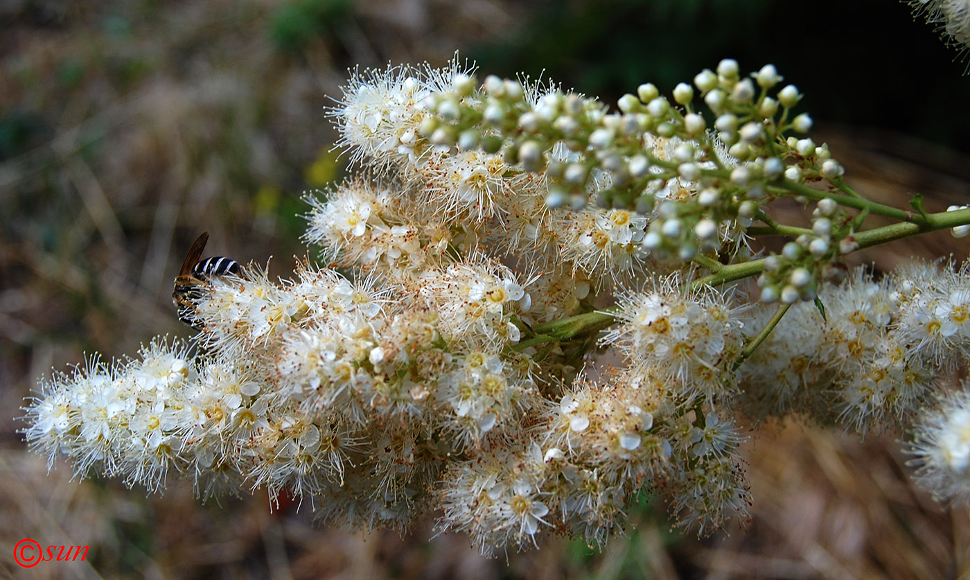 Image of Sorbaria sorbifolia specimen.