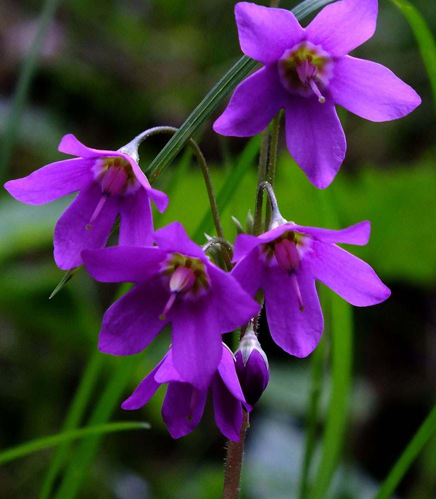 Image of Cortusa brotheri specimen.