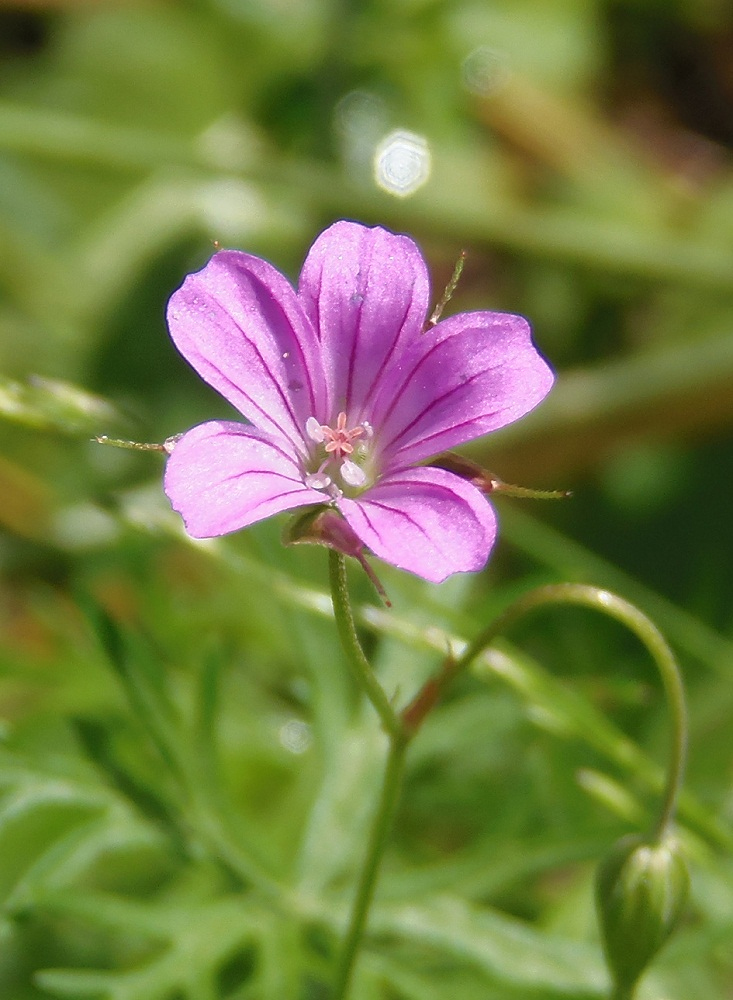 Image of Geranium columbinum specimen.