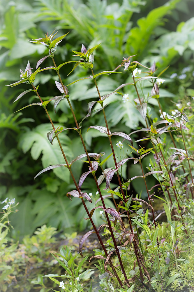 Изображение особи Epilobium adenocaulon.