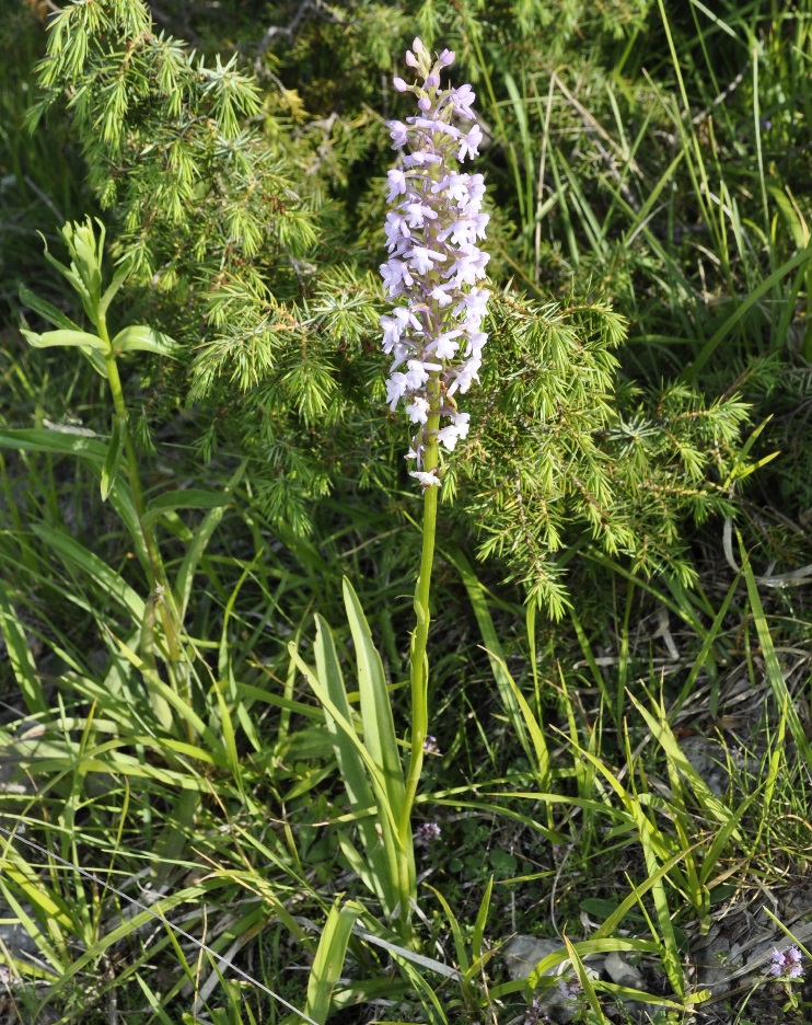 Изображение особи Gymnadenia conopsea.