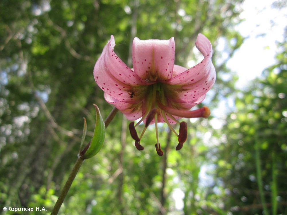 Image of Lilium pilosiusculum specimen.