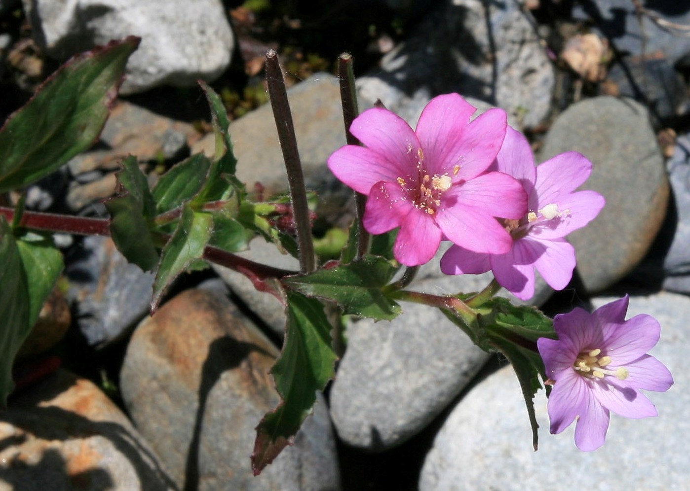 Изображение особи род Epilobium.