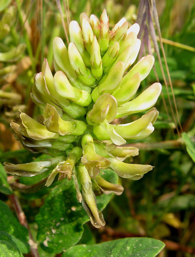 Image of Astragalus glycyphyllos specimen.