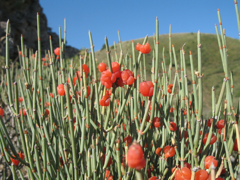 Image of Ephedra intermedia specimen.