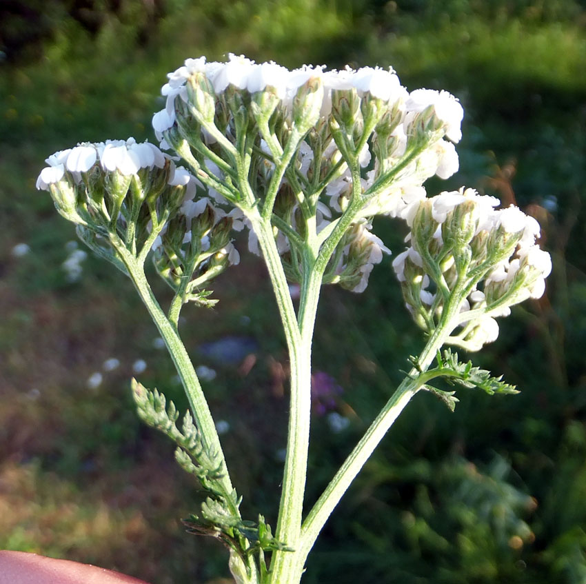 Image of Achillea millefolium specimen.