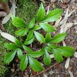 genus Astilbe