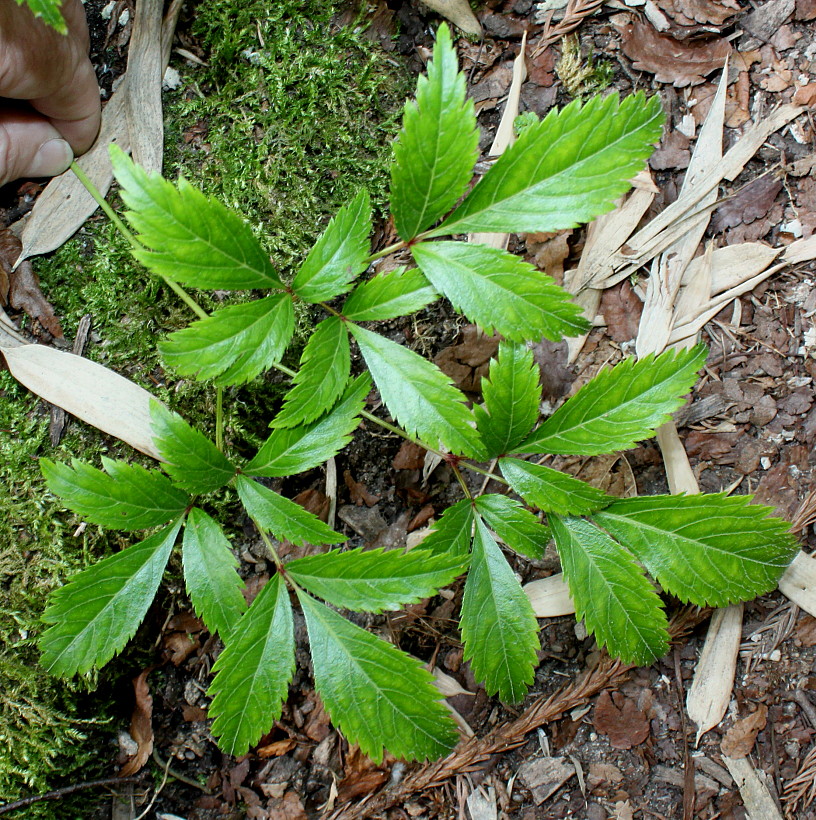 Изображение особи род Astilbe.