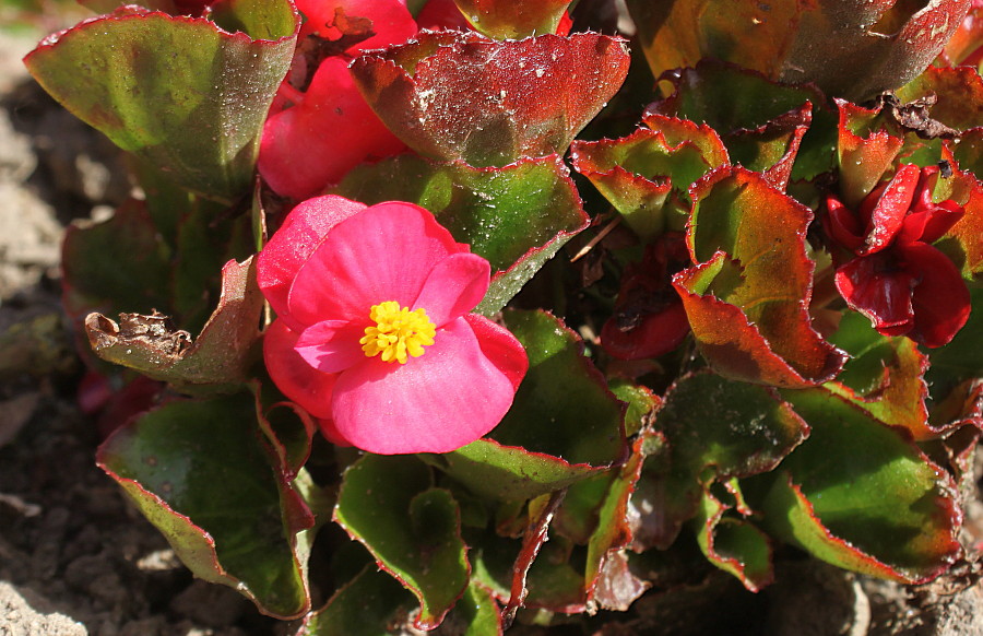 Изображение особи Begonia cucullata var. hookeri.