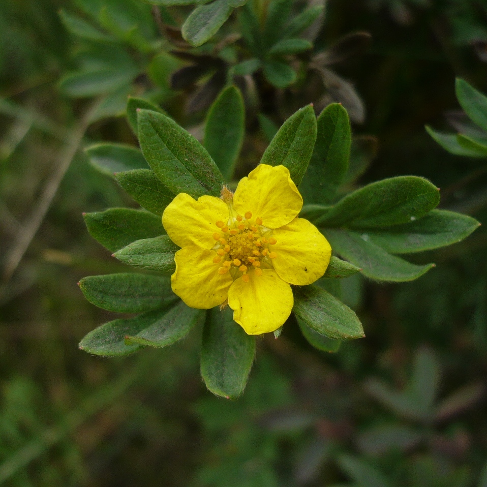 Image of Dasiphora fruticosa specimen.
