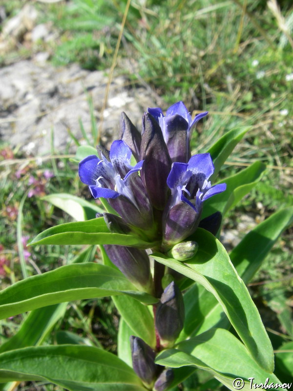 Image of Gentiana cruciata specimen.