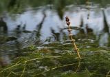 Myriophyllum spicatum. Верхушка побега с соцветием. Курск, Сеймский округ, пруд Курского рыбозавода, мелководье. 01.09.2014.