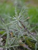 Achillea ochroleuca. Вегетирующее растение. Украина, Кировоградская обл., Устиновский р-н, ландшафтный заказник \"Урочище Монастырище\", гранитные скалы. 05.10.2013.