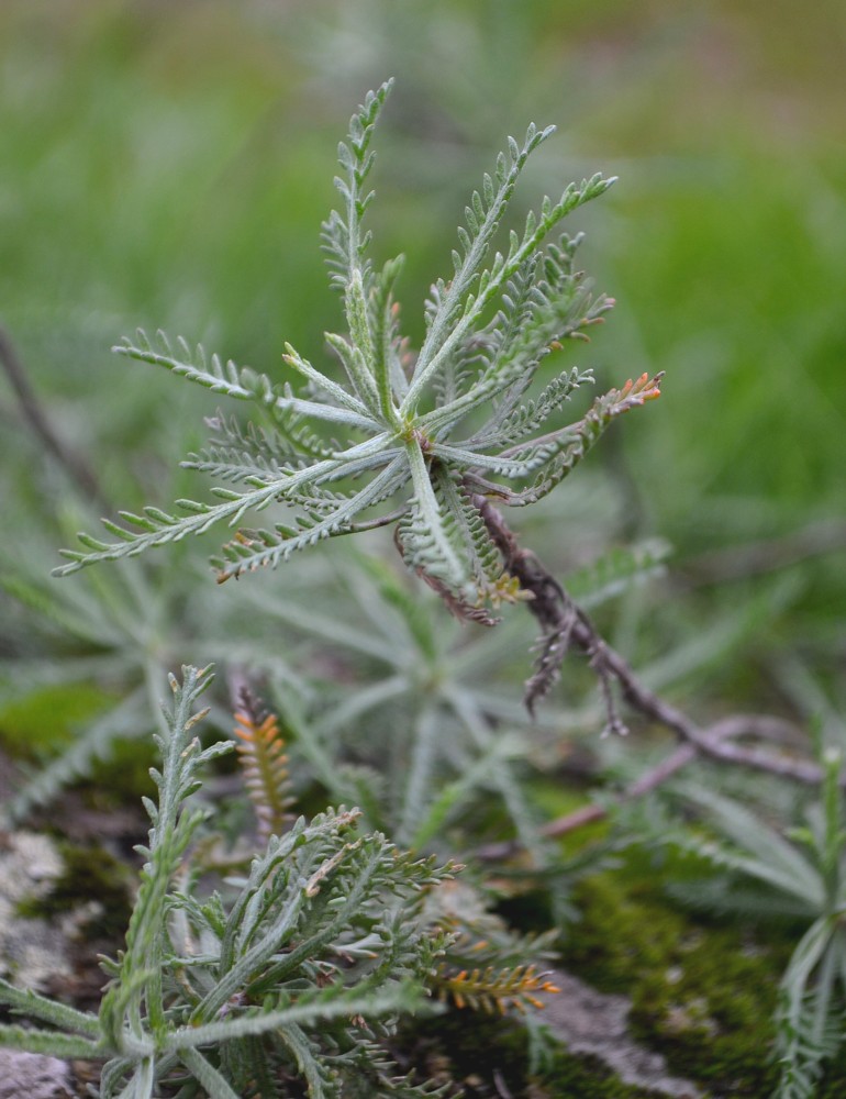 Image of Achillea ochroleuca specimen.