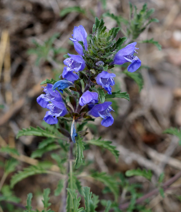 Изображение особи Dracocephalum olchonense.