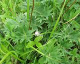 Pulsatilla multifida