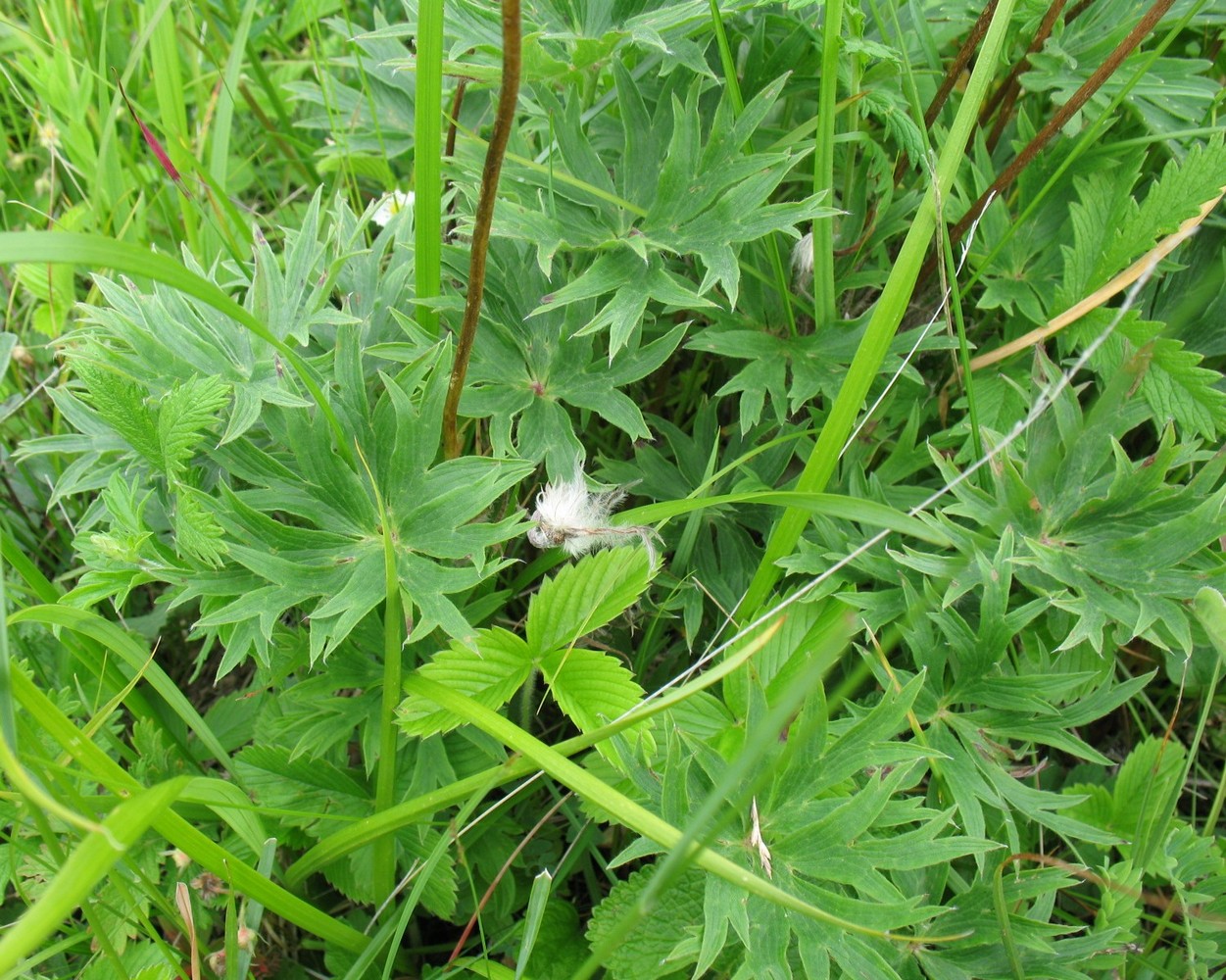 Изображение особи Pulsatilla multifida.