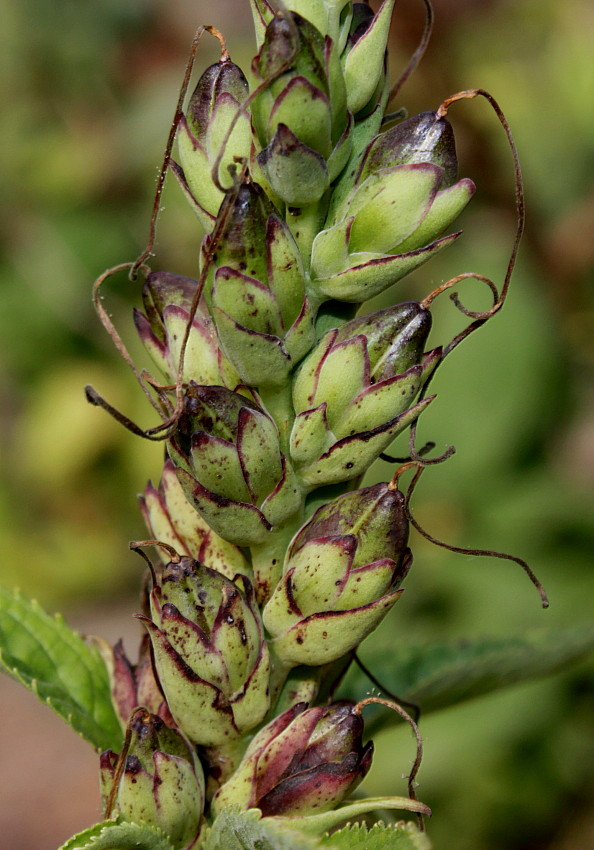 Image of Chelone obliqua specimen.