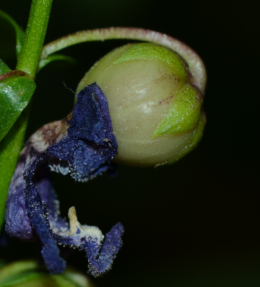 Image of Angelonia angustifolia specimen.