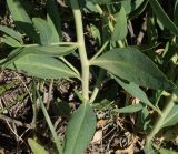 Lepidium latifolium