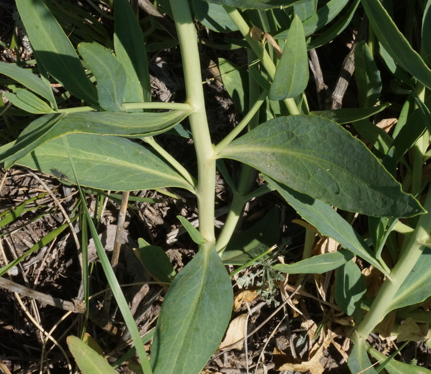 Изображение особи Lepidium latifolium.