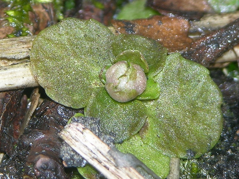 Изображение особи Chrysosplenium kamtschaticum.