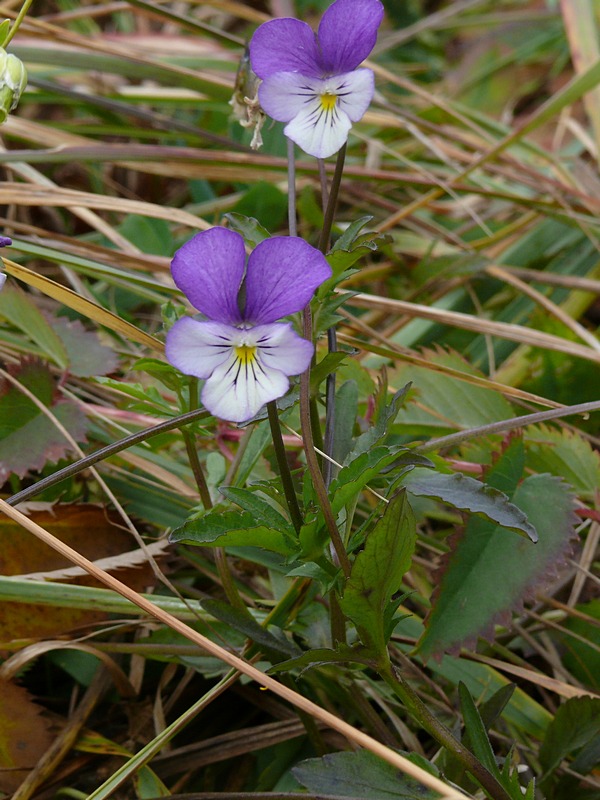 Image of Viola disjuncta specimen.