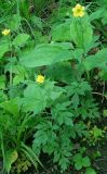 Geum aleppicum