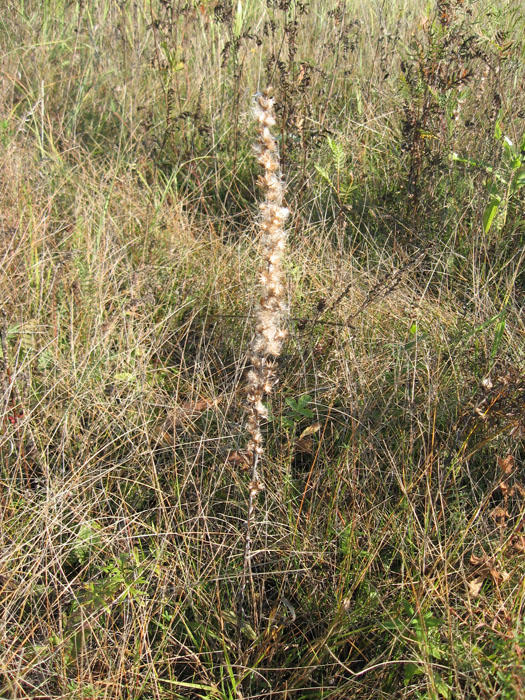 Image of Omalotheca sylvatica specimen.