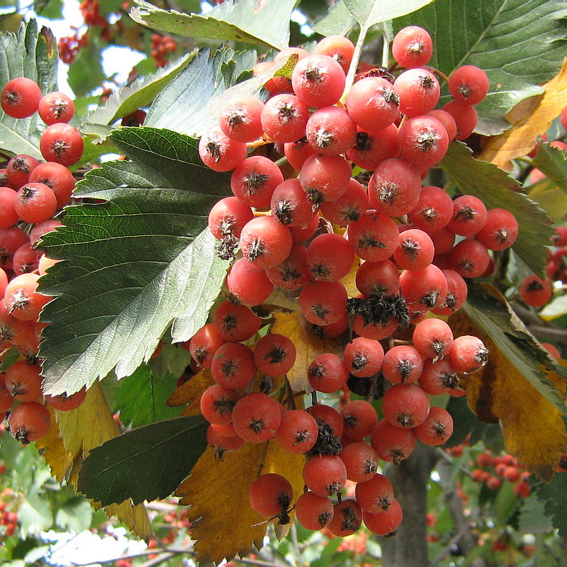 Изображение особи Sorbus intermedia.