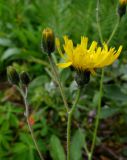 Hieracium korshinskyi. Верхушка цветущего растения. Красноярский кр., Ермаковский р-н, парк \"Ергаки\", окр. Ойского озера, субальпийский луг. 28.07.2009.