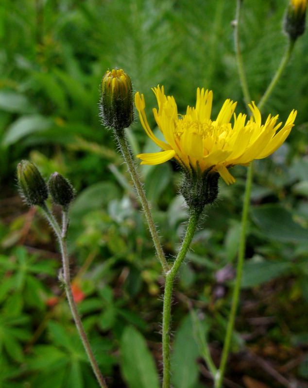 Изображение особи Hieracium korshinskyi.