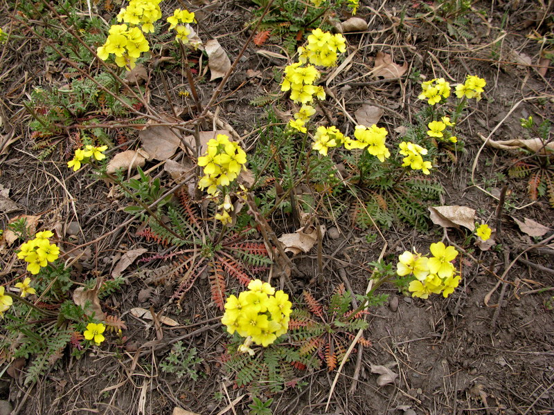 Изображение особи Chorispora sibirica.