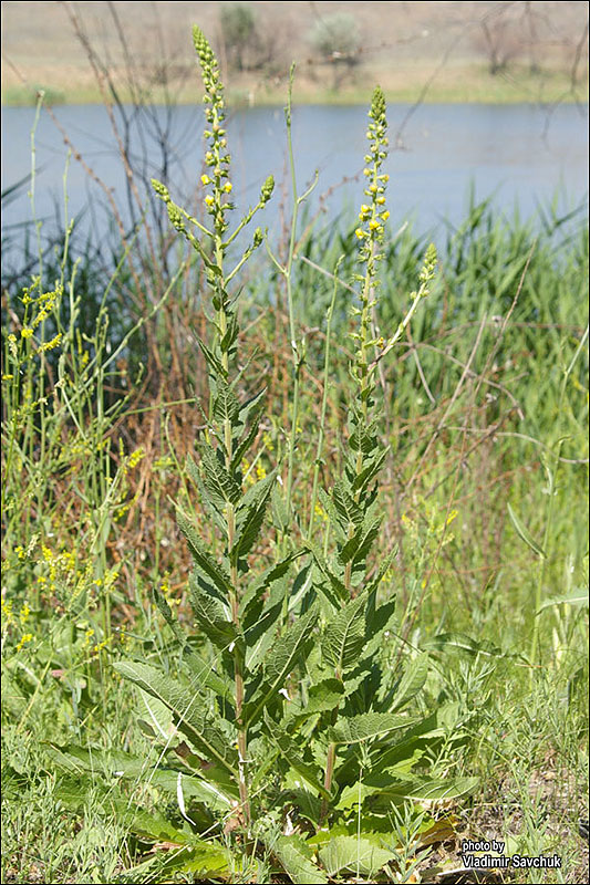 Image of Verbascum blattaria specimen.