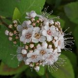 Spiraea betulifolia. Соцветие. Мурманск, в уличном озеленении. Конец августа 2008 г.