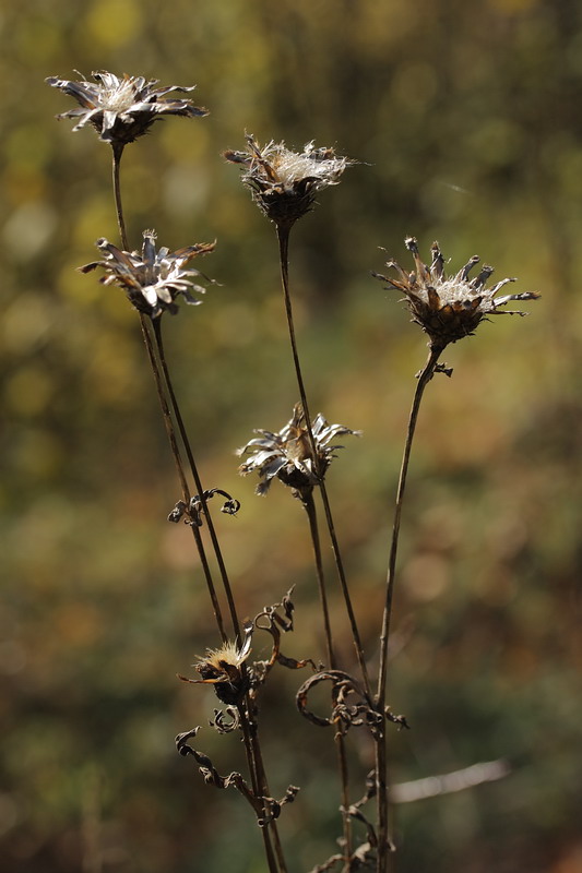 Image of Centaurea scabiosa specimen.