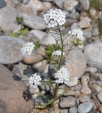 Dontostemon pinnatifidus. Цветущее растение. Республика Бурятия, Кабанский р-н, окр. с. Сухая, побережье оз. Байкал. 19.06.2015.